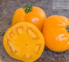 Ananas-TOMATE Gelb / 5 Samen