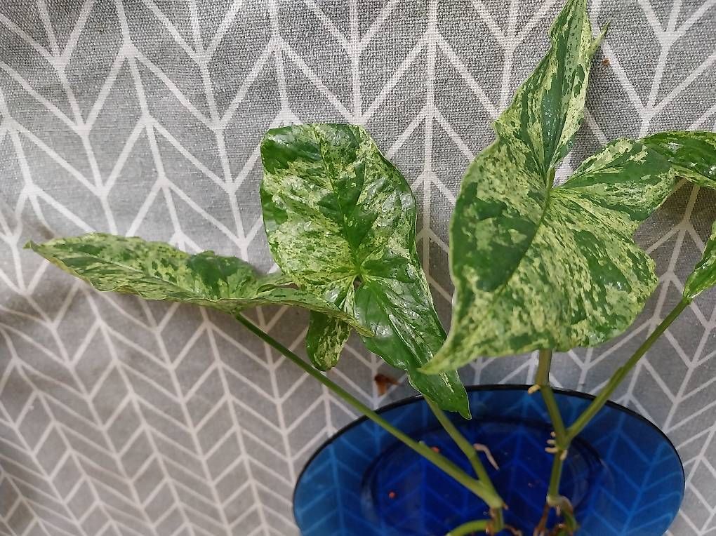 Piante & sementi: Purpurtute 'Mottled' Syngonium podophyllum 'Mottled' – Usato da Schwaderloch venduto da bademeister79 3