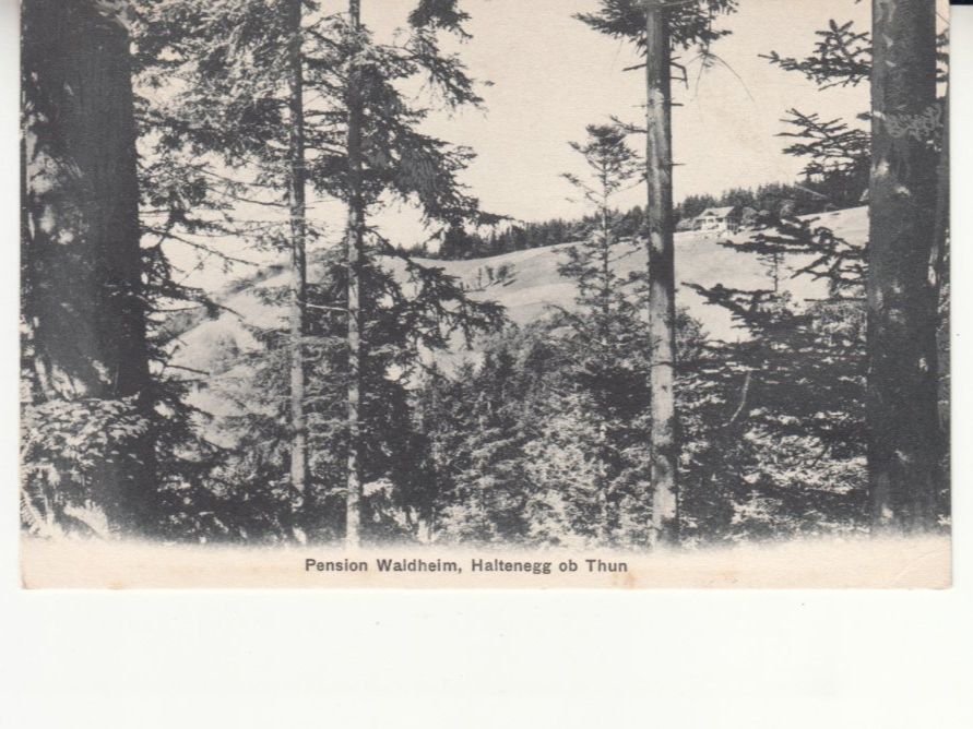 Cartes postales: Haltenegg Waldheim 1912 – D'occasion à Bürglen TG par StampGraf