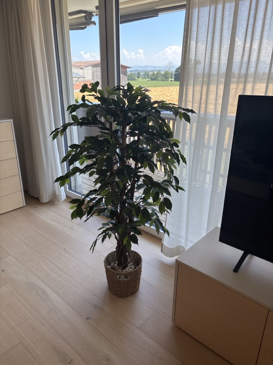Plantes & graines: Kunstpflanze gross – D'occasion à Aristau par default0 3