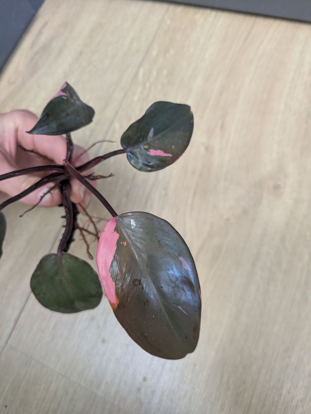 Piante & sementi: Philodendron Pink Princess - Rare – Usato da Winkel venduto da Kade50 2
