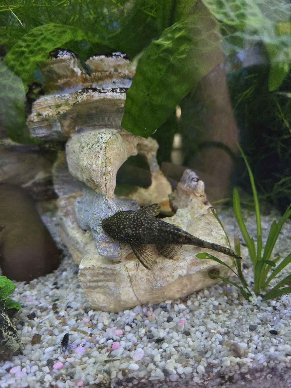 Aquarium: Komplettes Aquarium 260L – Gebraucht aus Gerlafingen von Yamaha-94 1