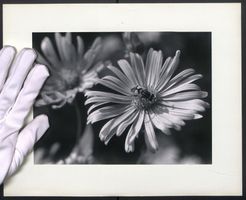 Fotografie Mikroaufnahme - Schwebefliege