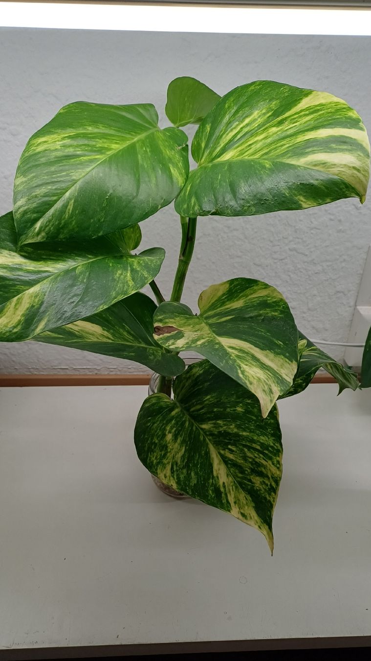 Plantes & graines: Golden pothos – D'occasion à Bern par uwi_8t7x