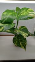Golden pothos