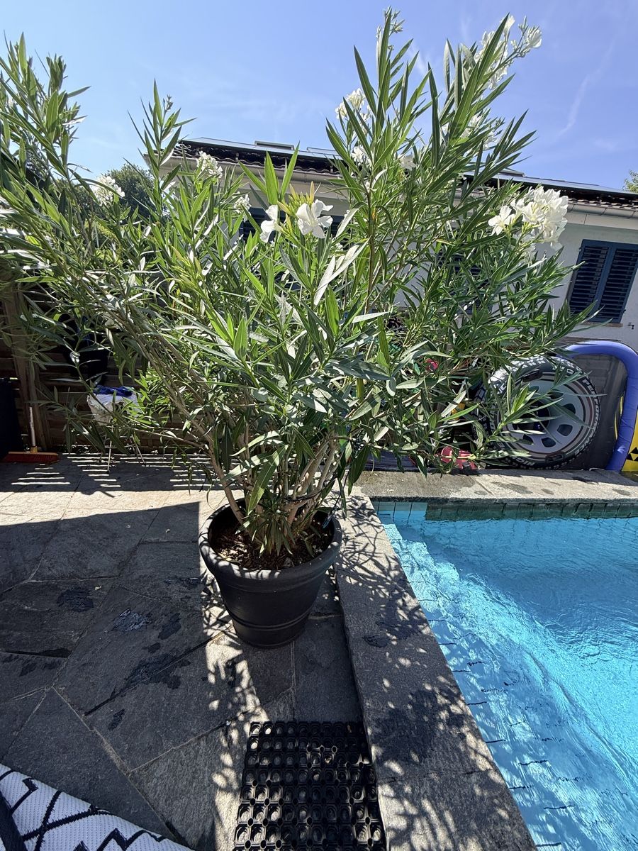 Pflanzen & Samen: Prächtige Oleander Pflanzen – Gebraucht aus Basel von oellifarm 4