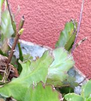 Pianta grassa Kalanchoe in vaso, ideale per interni