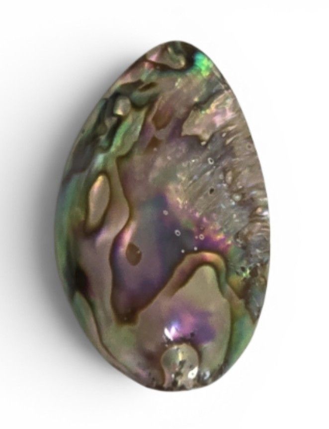 Fossili: coquillage d'abalone – Nuovo e nell'imballaggio originale da Vernier venduto da 19pigments