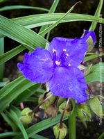 TRADESCANTIA VIRGINIANA ‘ZWANENBURG BLUE’ - voll winterhart