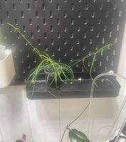 Hoya stenophylla