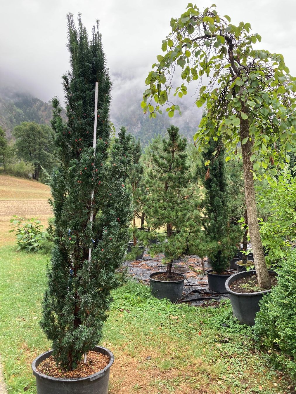 Plantes & graines: Säuleneibe – Neuf (Voir description) à Rhäzüns par Eibe07 2