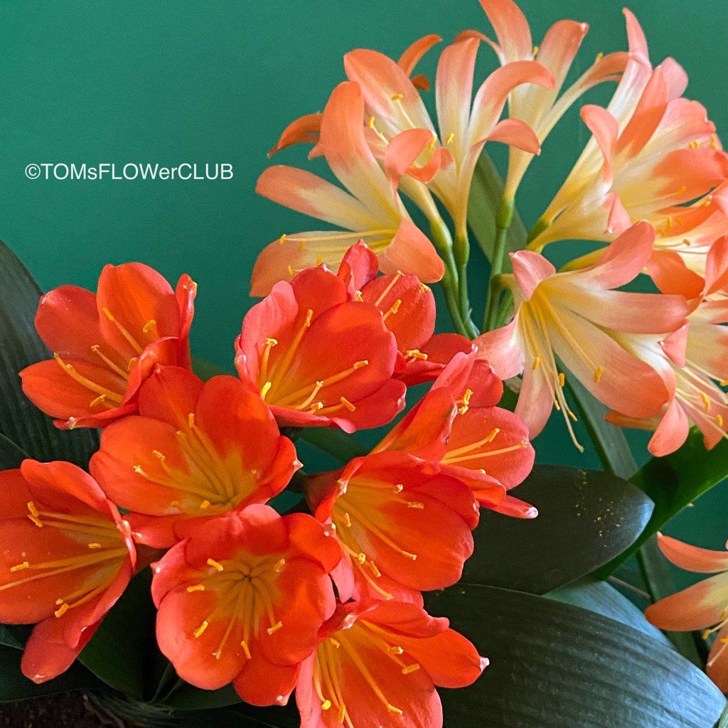 Piante & sementi: Clivia Miniata - rot-orange blühend - robust ausm Garten – Nuovo e nell'imballaggio originale da Adliswil venduto da astom369 1