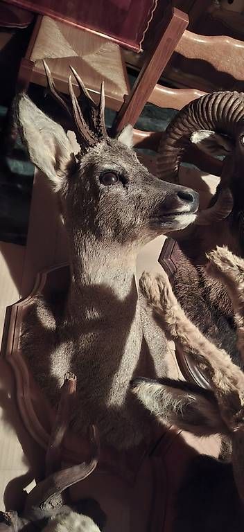 Il mondo degli animali: Divers trophées de chasse  – Usato da Lausanne venduto da gdu_y8kp 3