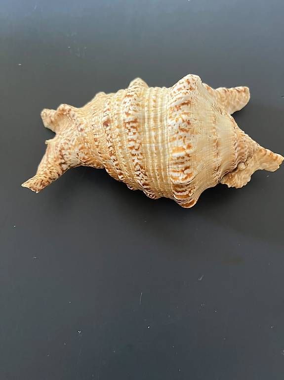 Fossilien: Echte dekorative Meeresschnecke  – Gebraucht aus Zürich von ale_rls2 1