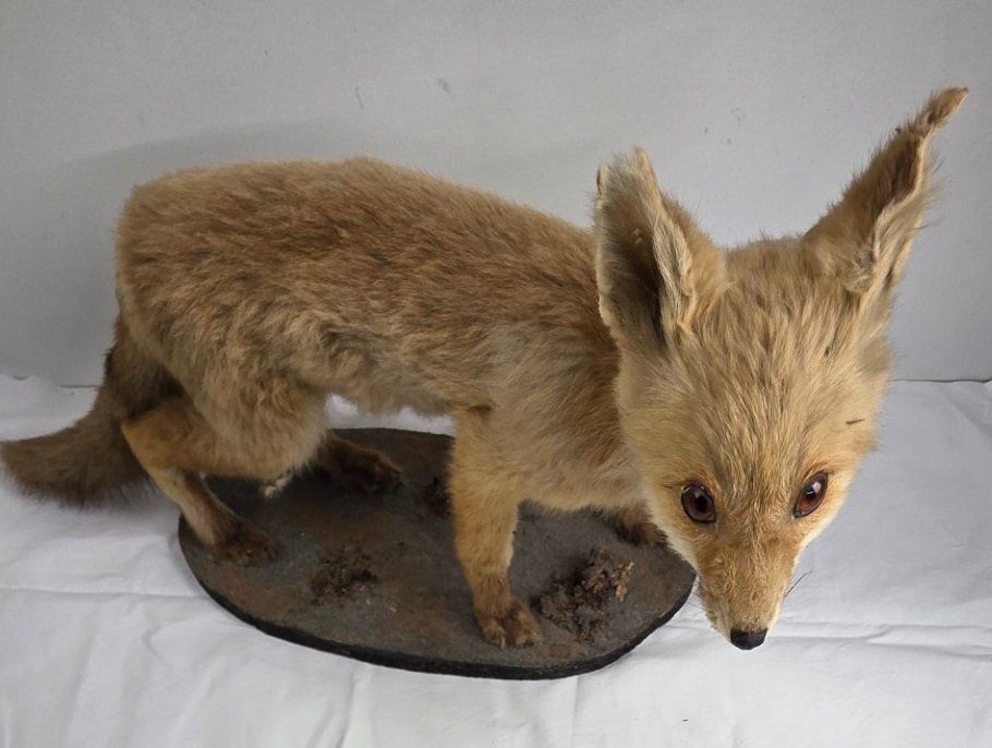 Il mondo degli animali: Junger präparierter Fuchs auf Sockel – Usato da Flums venduto da Flumsantik 1