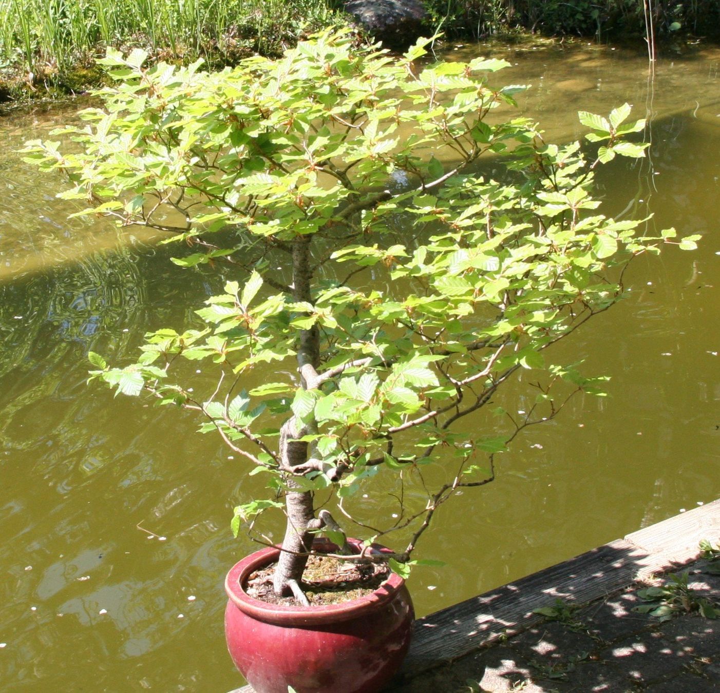 Piante & sementi: BONSAI  -  Buche – Usato da Gretzenbach venduto da Sikim 1
