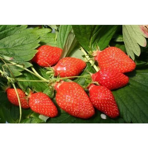 Piante & sementi: Fraisier Gariguette 20x – Nuovo (secondo la descrizione) da Bremblens venduto da FIBONACCI369