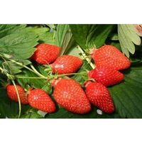 Fraisier Gariguette 20x
