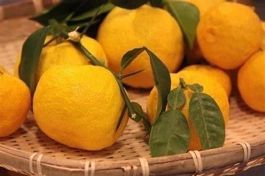 CITRON  " YUZU"  DU JAPON !  15-20cm