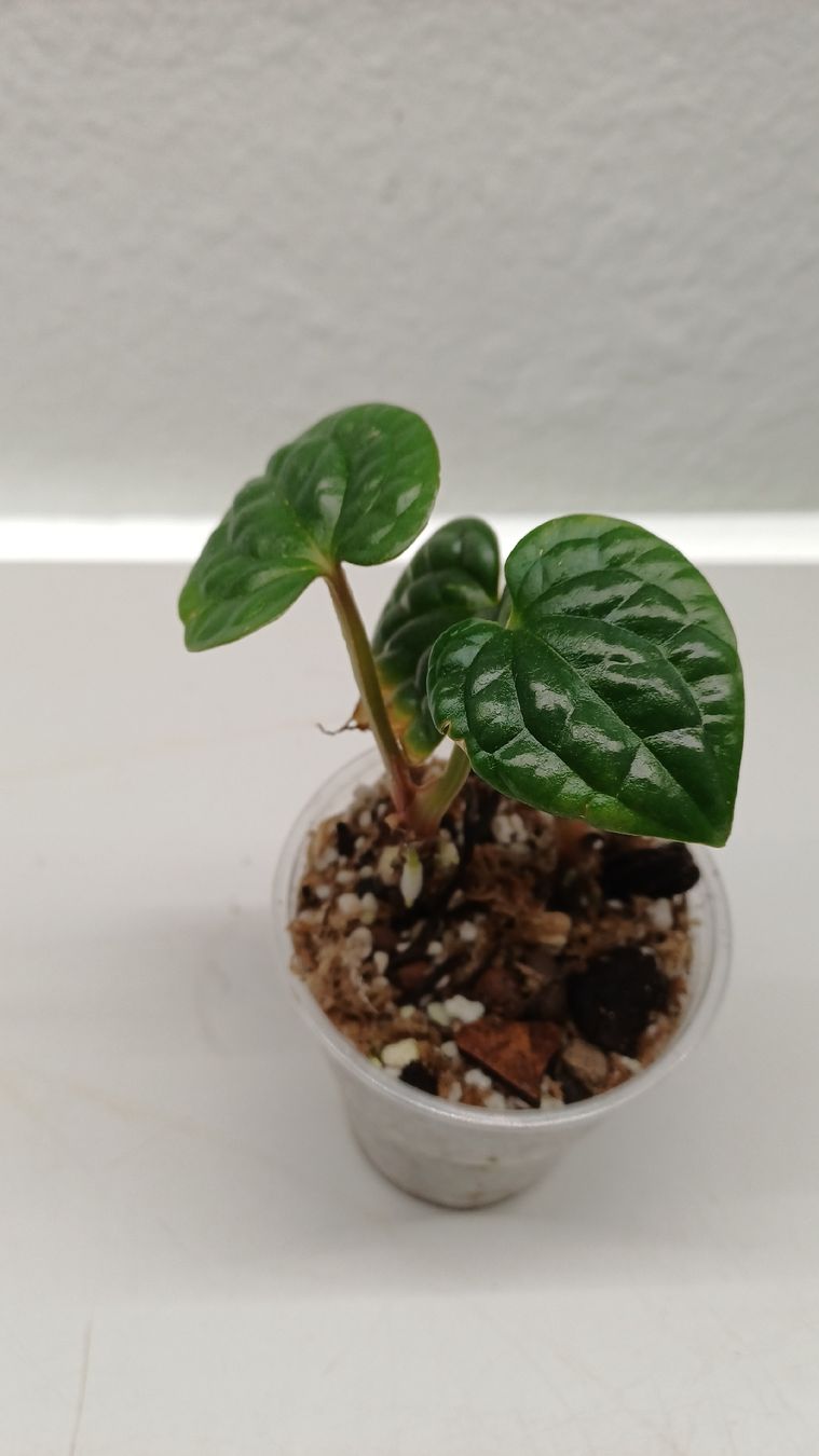 Piante & sementi: Monstera.....and more...Mini Jungle – Usato da Bern venduto da uwi_8t7x 1