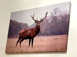 Grosses Hirsch Bild, Print auf Leinwand, 125cm breit