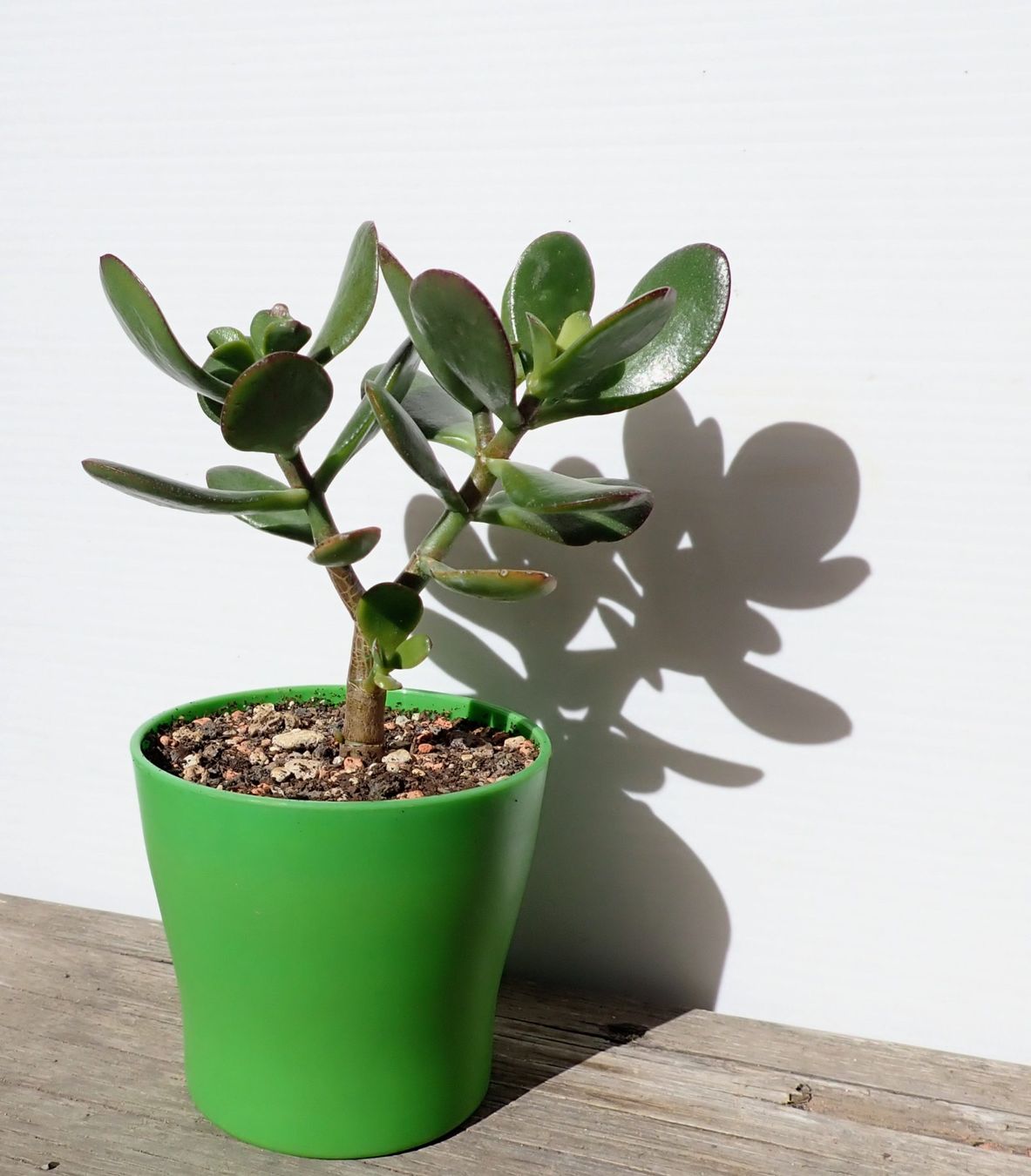 Piante & sementi: Crassula ovata – Usato da Comano venduto da che_8lc2 1