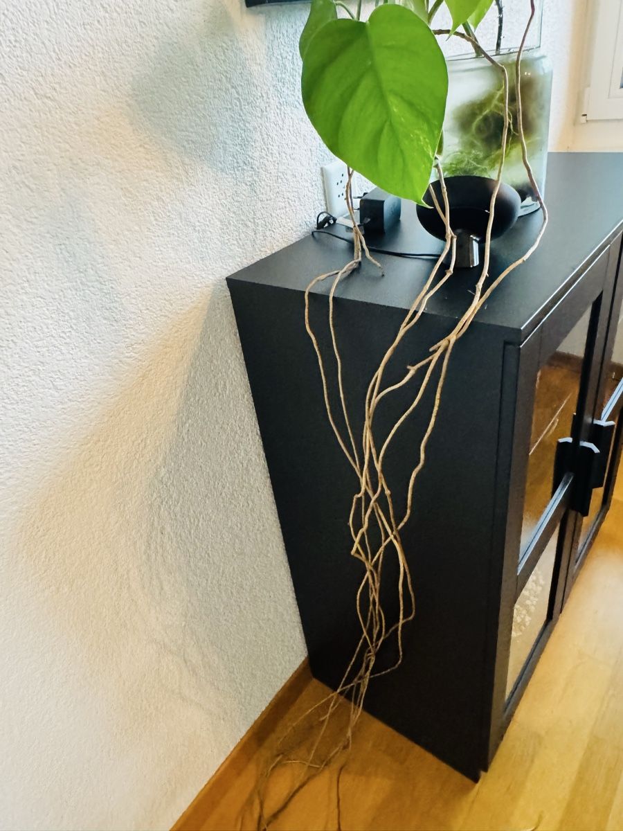 Piante & sementi: Monstera variegata – Usato da Worblaufen venduto da mar_tfk8 6