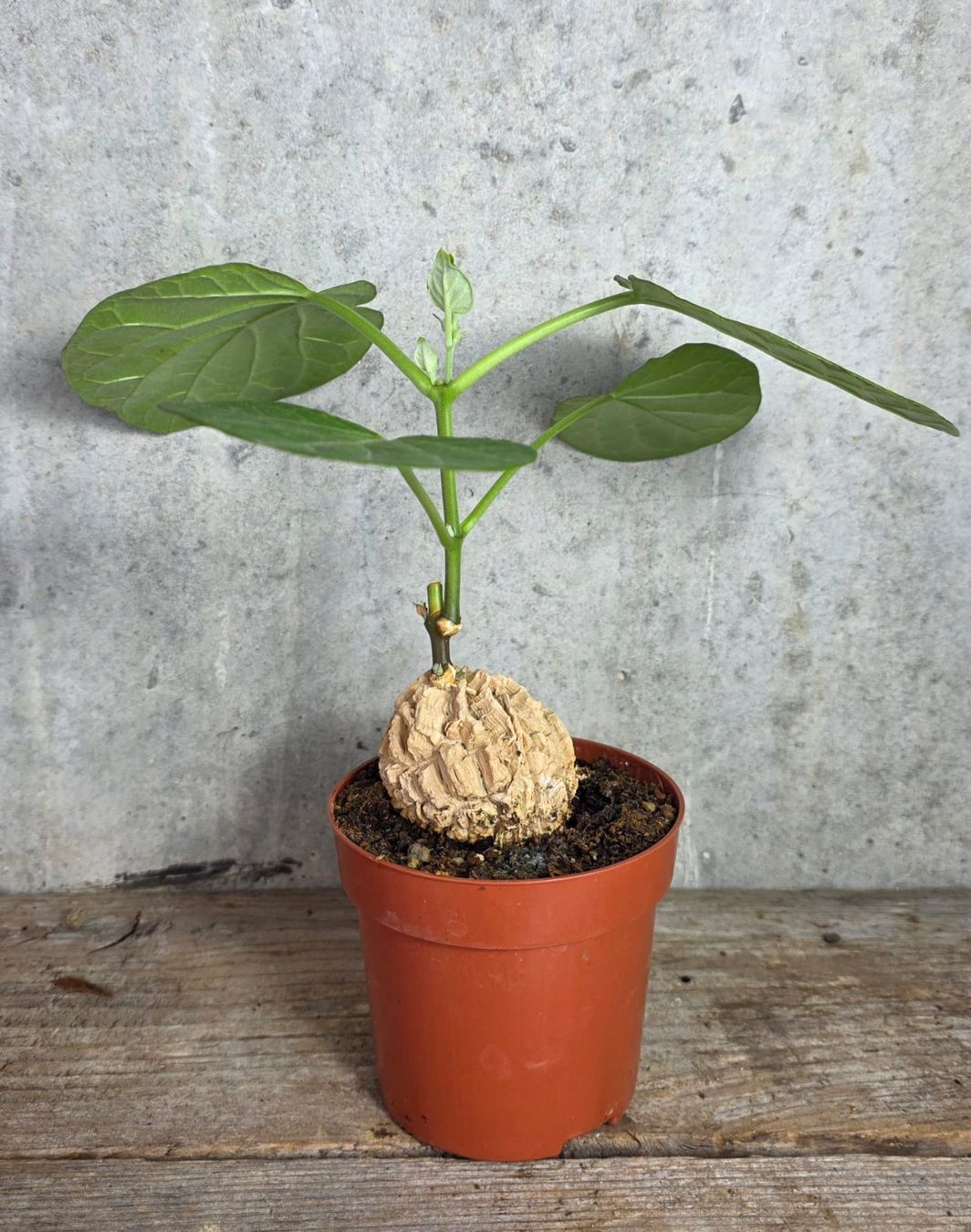 Pflanzen & Samen: Matelea cyclophylla – Neu (gemäss Beschreibung) aus St.Erhard von Plumilandschweiz 1