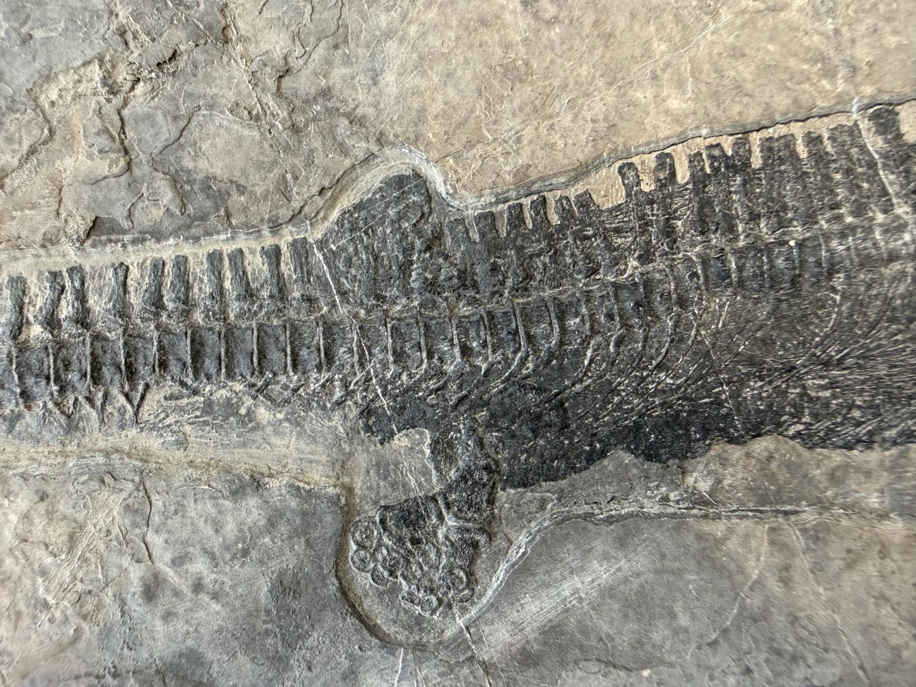 Fossili: Mega Rarität Mixosaurus – Usato da schüpfen venduto da rica122 3