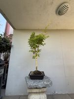 🍁 Acer palmatum 'Bi-Hoo' – eleganter Japanahorn-Bonsai