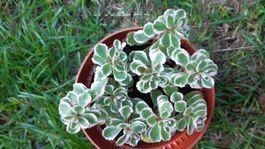 Sedum Kambotscha Trikolore Mauerpfeffer