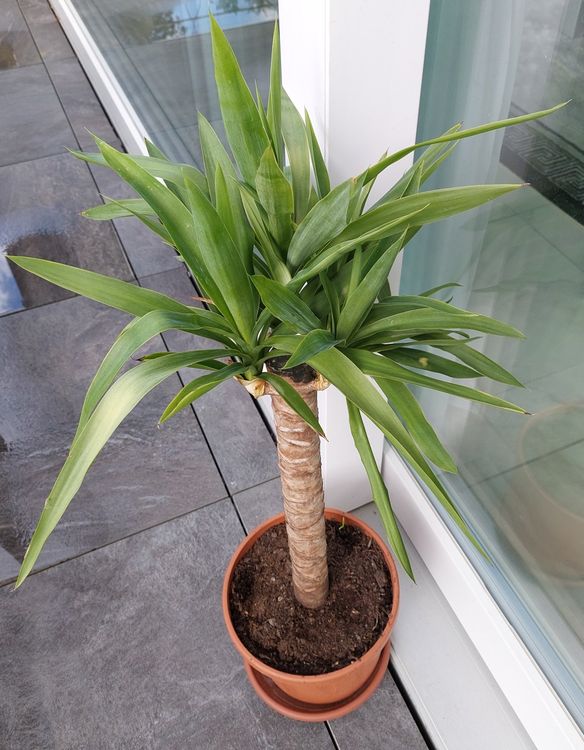 Yucca Zimmerpflanze Kaufen auf Ricardo