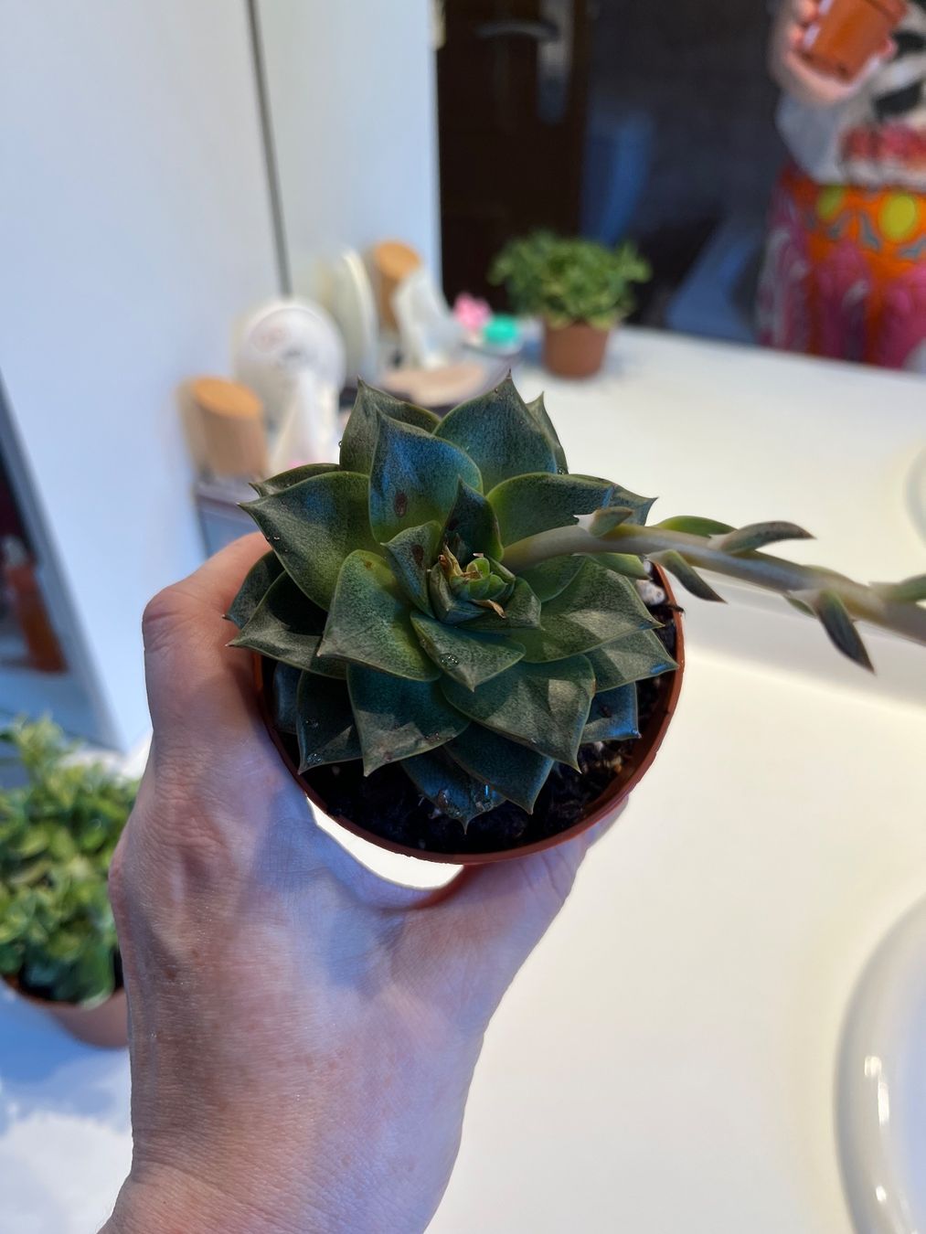 Pflanzen & Samen: Lot 2 plantes succulentes cactus avec pot – Gebraucht aus Porrentruy von Madamebovary 2