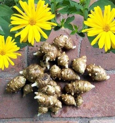 Süsskartoffeln / Topinambur Pflanze! Kaufen auf Ricardo