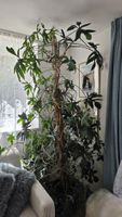 Magnifique Philodendron Ht. 220 
