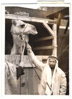 Fotografie London, Araber nebst Kamel 19