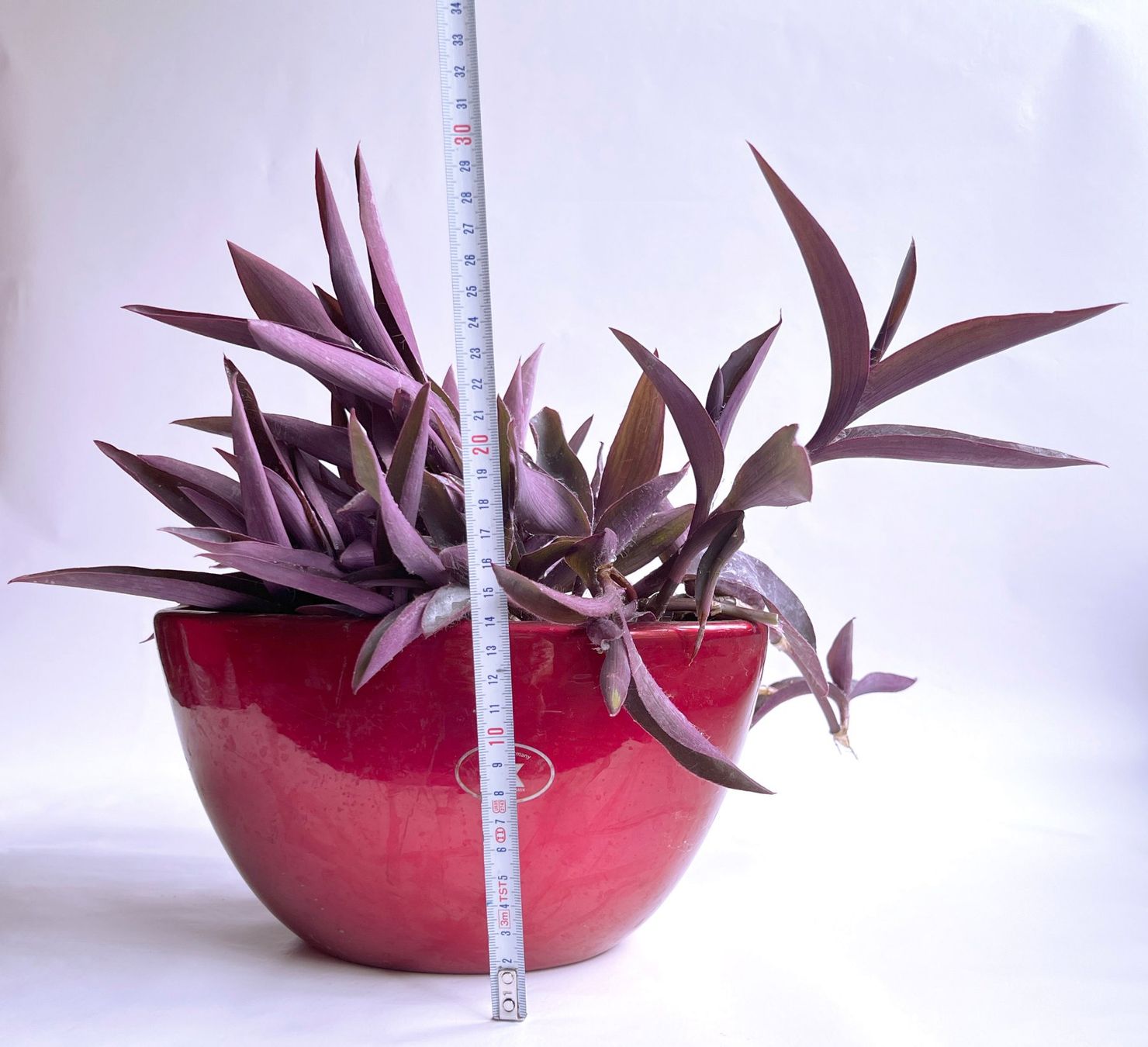 Pflanzen & Samen: Tradescantia Pallida*Rotblatt***** – Neu (gemäss Beschreibung) aus Dübendorf von Orchid18 4