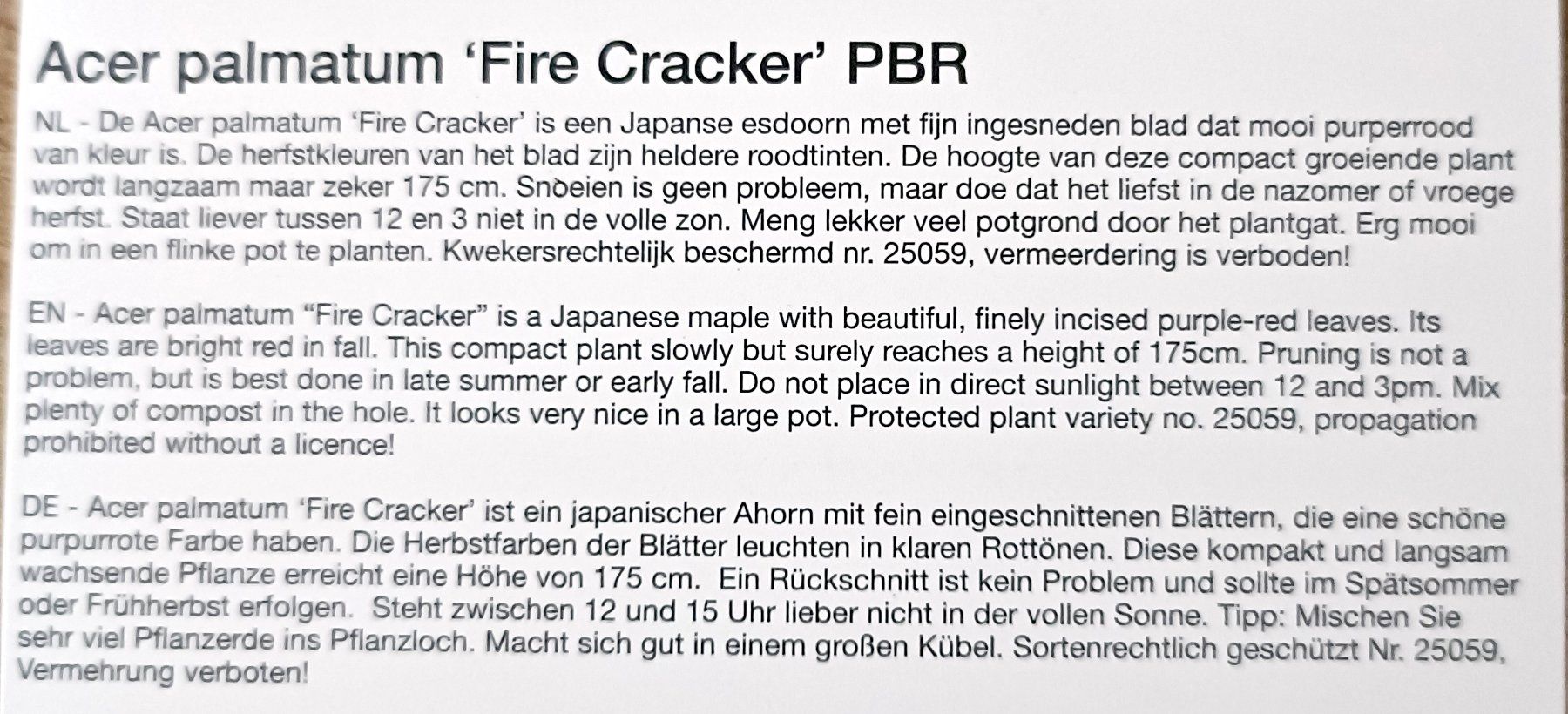 Piante & sementi: Acer palmatum 'Firecracker' PBR🔥 eine farbintensive Sorte🍁 – Usato da Sitterdorf venduto da imsis 2