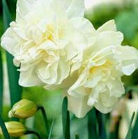 8 zwiebeln Narzisse weiss 🌼 8 bulbes Narcisse blanc