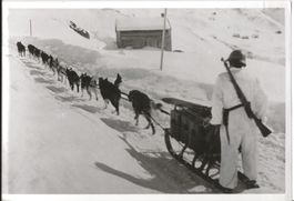Vintage K. Egli, Militär, Polarhunde
