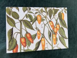 AK botanische Illustration Natur Kunstkarte