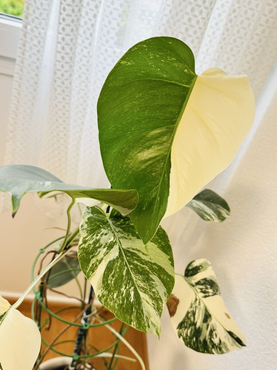 Piante & sementi: Monstera variegata – Usato da Worblaufen venduto da mar_tfk8 2