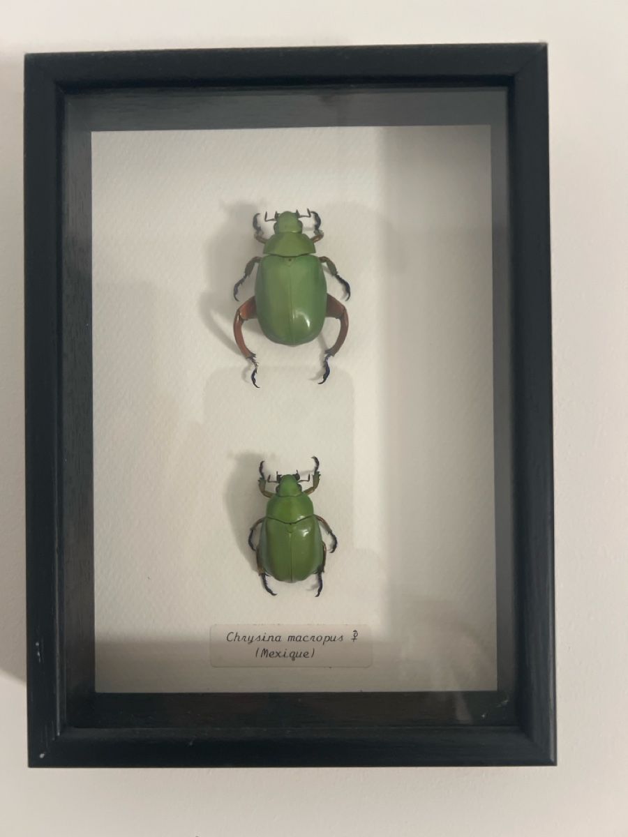 Tutte le decorazioni: Framed Beetles Collection Used – Usato da Luzern venduto da TIsabel
