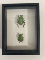 Framed Beetles Collection Used