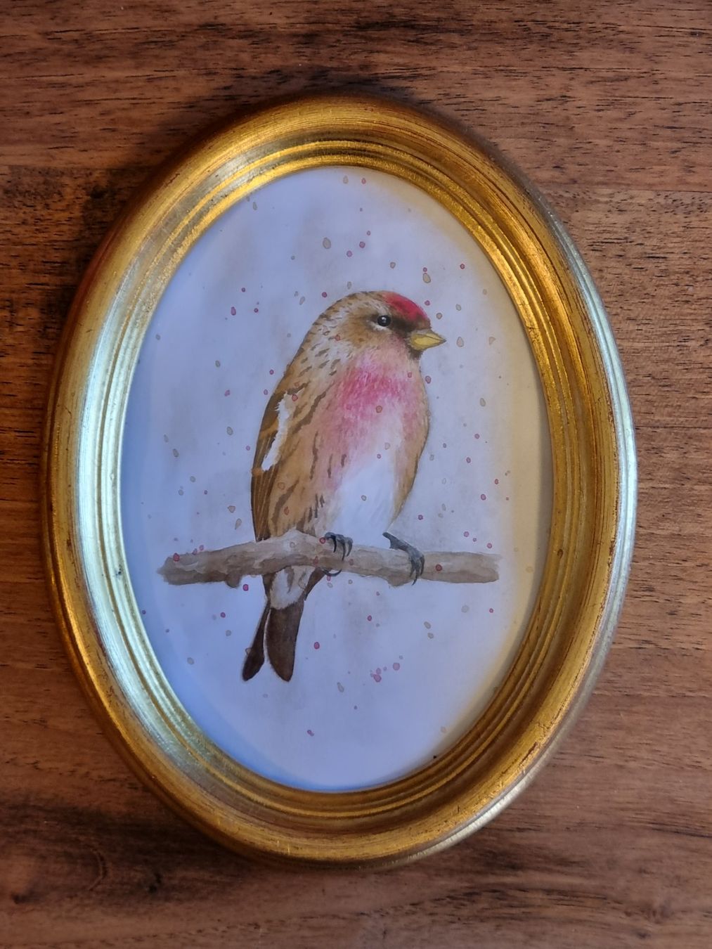 Dipinti: Handgemaltes Aquarell Vogel im Ovalrahmen – Usato da Scharnachtal venduto da devin03 1
