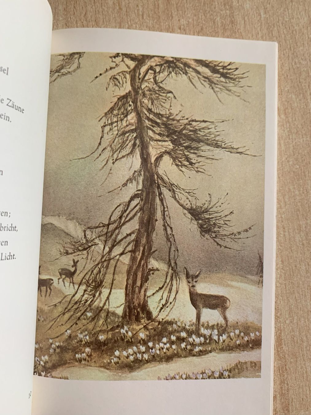 Livres: Leuchtend schöne Welt – D'occasion à Reinach BL par Grolifcb 2