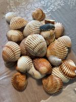 Sommerliche Muscheln-Deko, verschiedene Grössen, Top!