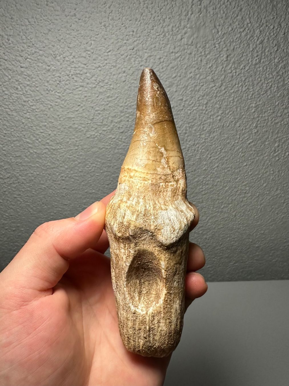 Fossili: Grosser Mosasaurus Zahn inkl. Wurzel – Usato da Lutzenberg venduto da CS65