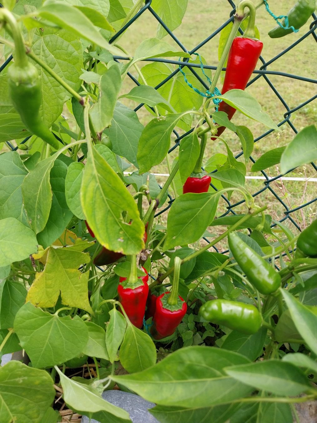 Piante & sementi: Cayenne-Chili (Cayennepfeffer) 10 Samen – Usato da Schwaderloch venduto da bademeister79