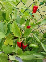 Cayenne-Chili (Cayennepfeffer) 10 Samen 2025